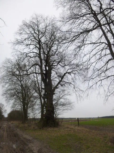 Ulme, Ladeburg, Verbindungsweg B2, Naturdenkmal Barnim 116-05