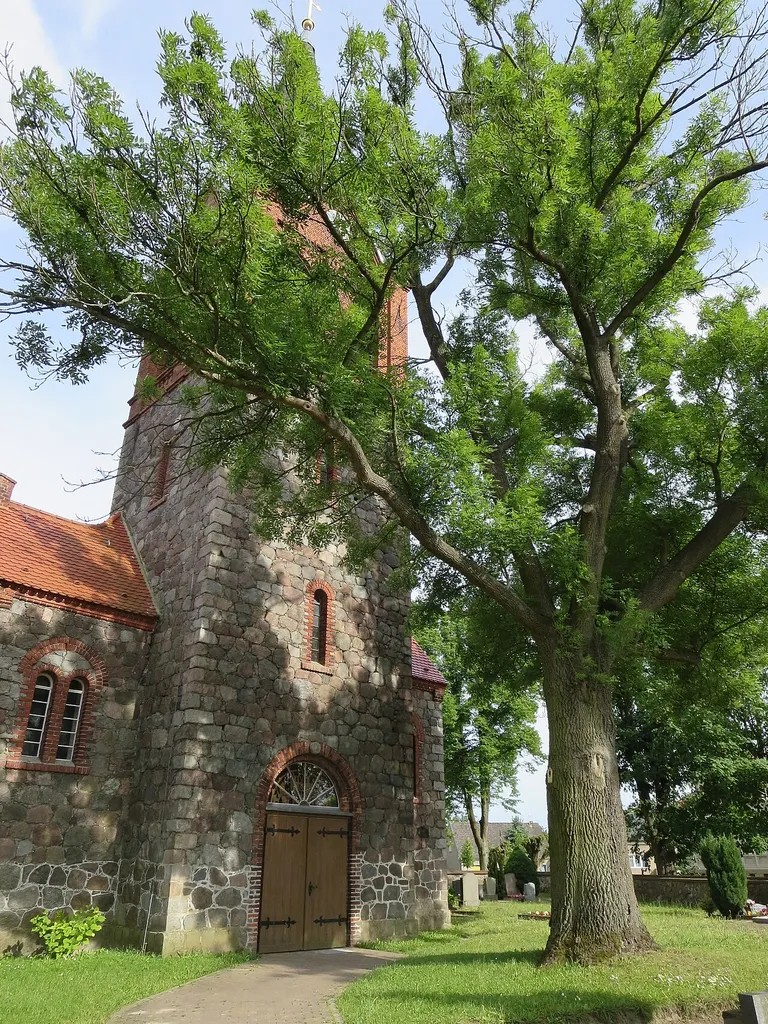 Gemeine Esche vor der Dorfkirche Tempelfelde