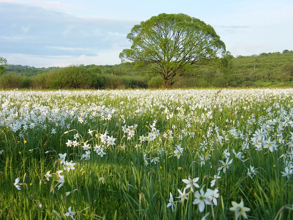 Valley of Narcissi