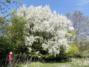 Ziegeunerwäldchen