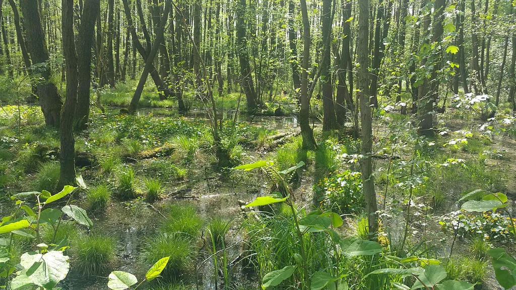 Sumpfdotterblumen im Mai