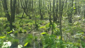 Stellmoor-Ahrensburger Tunneltal