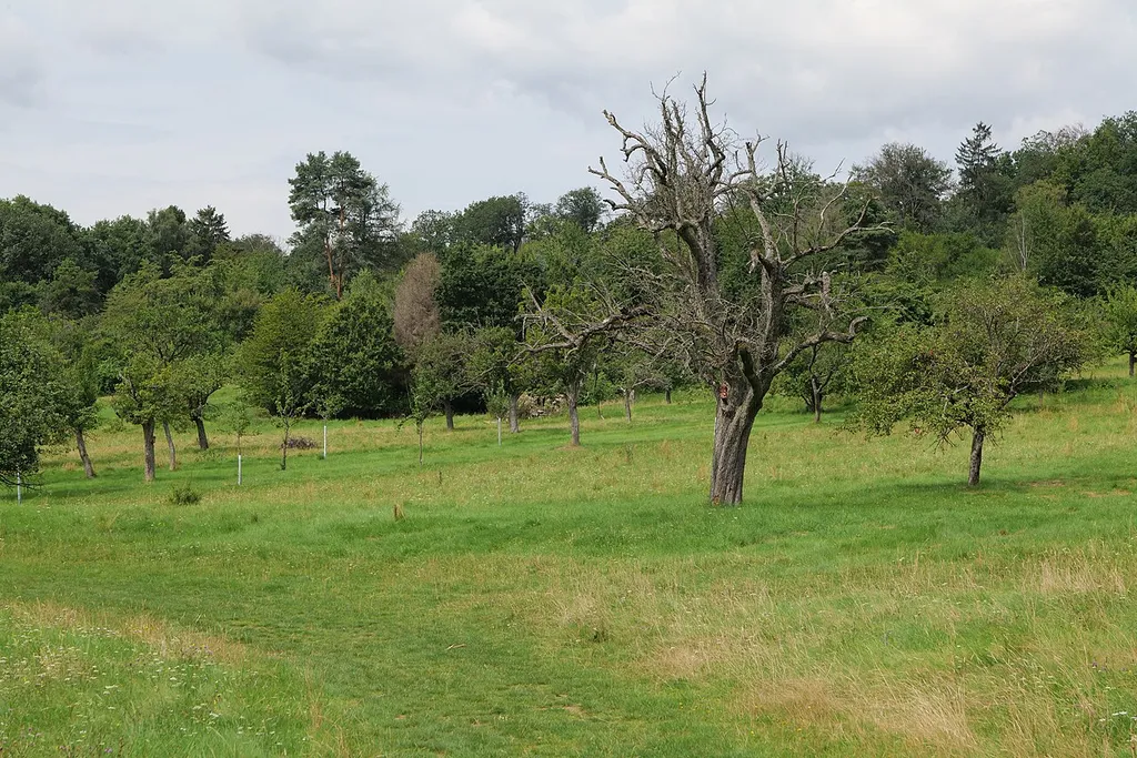 Naturschutzgebiet Kirdorfer Feld bei Bad Homburg‎.