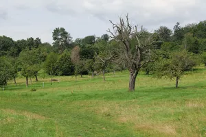 Kirdorfer Feld bei Bad Homburg