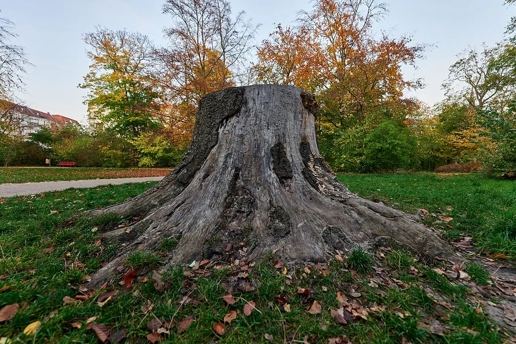 Natural monument Rot-Buche Grunewaldstraße Ecke Rothenburgstraße in Berlin-Steglitz.