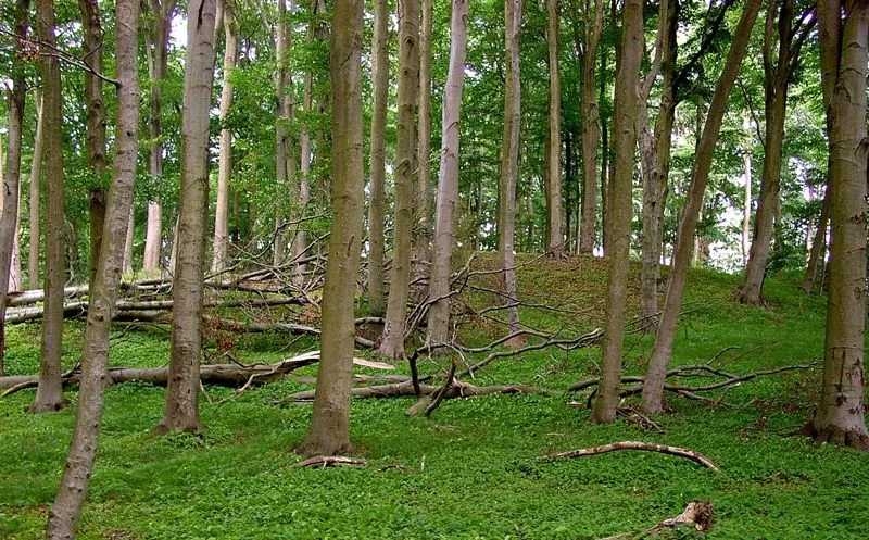 Schlossberg Feldberg in Mecklenburg-Vorpommern