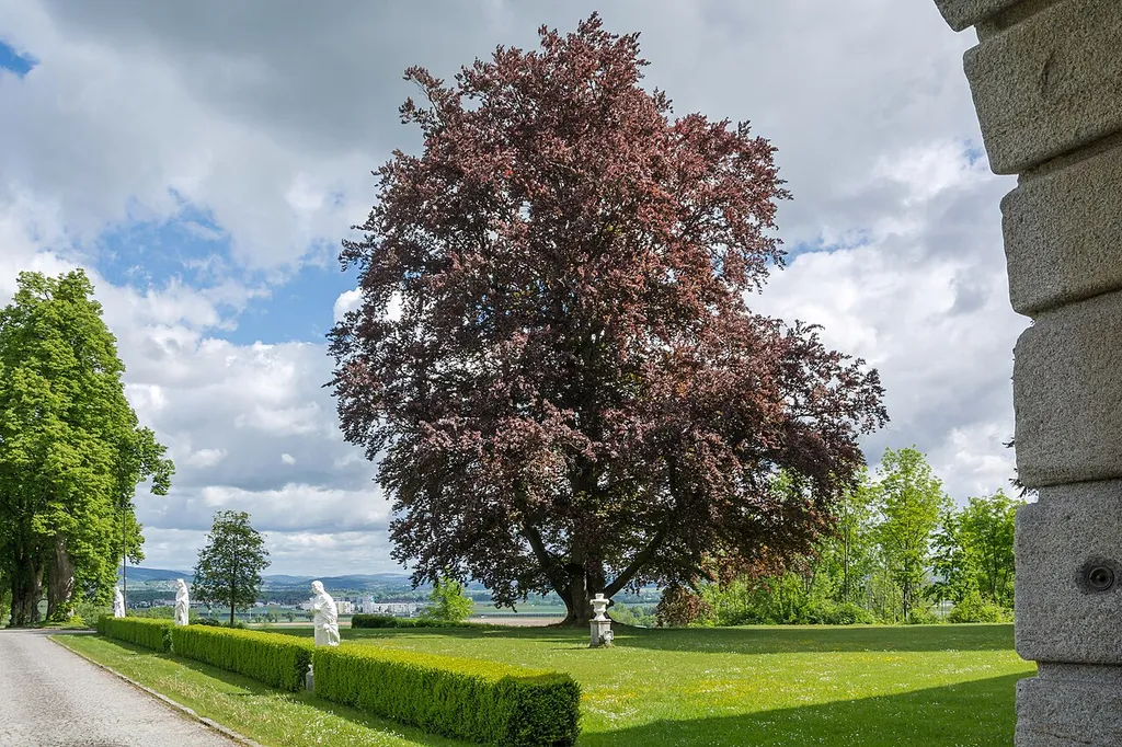 This media shows the natural monument in Upper Austria with the ID nd582 (Blutbuche).