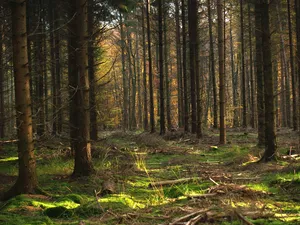 Schaumburger Wald