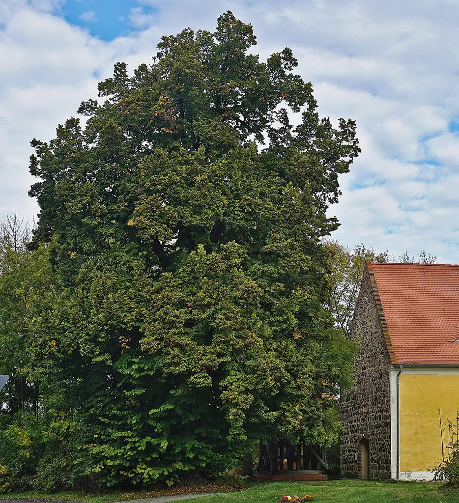 ND 0721-2 Winterlinde Saßleben (Calau)