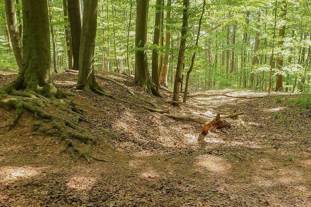 Wall und Graben der Burg Ordenberg im Norden