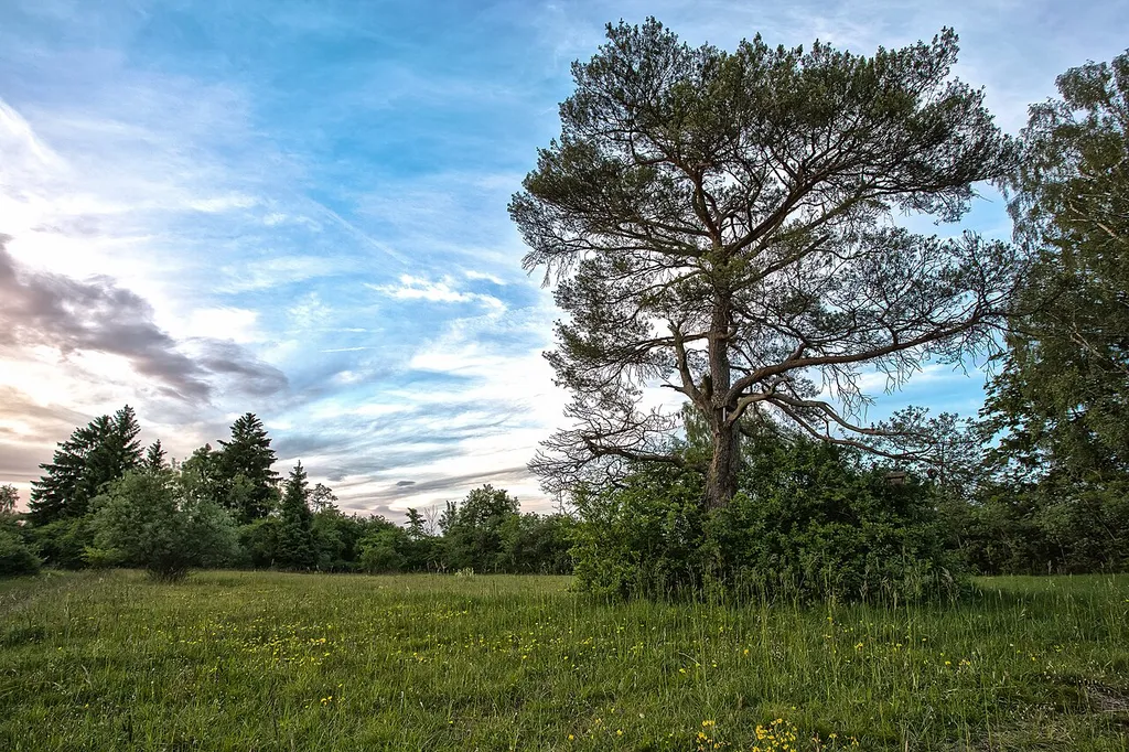 This image shows a tree on a characteristic field of the Kissinger Heide.