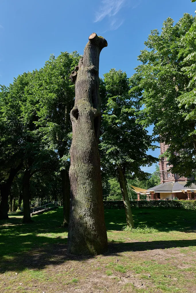 Stiel-Eiche - Sommer-Eiche Volkspark Jungfernheide, nordöstlich des Wasserturms