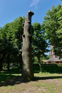 Stiel-Eiche - Sommer-Eiche Volkspark Jungfernheide, nordöstlich des Wasserturms