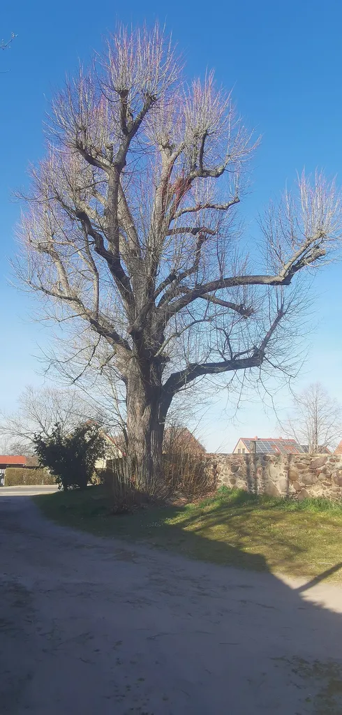 Als Naturdenkmal geschützte Sommerlinde an der Kirche in Groß Jehser