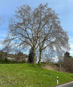 2 Platanen am Kloster Frankenhausen