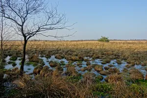 Oppenweher Moorlandschaft