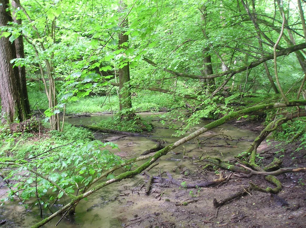 Rezerwat Przyrody Jar Brynicy Górznieńsko-Lidzbarski Park Krajobrazowy