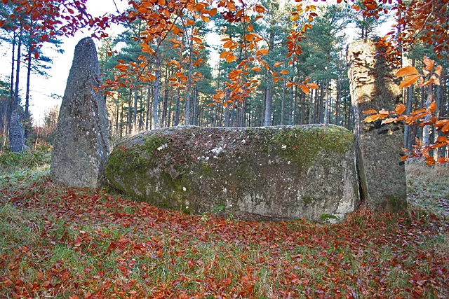Cothiemuir Wood