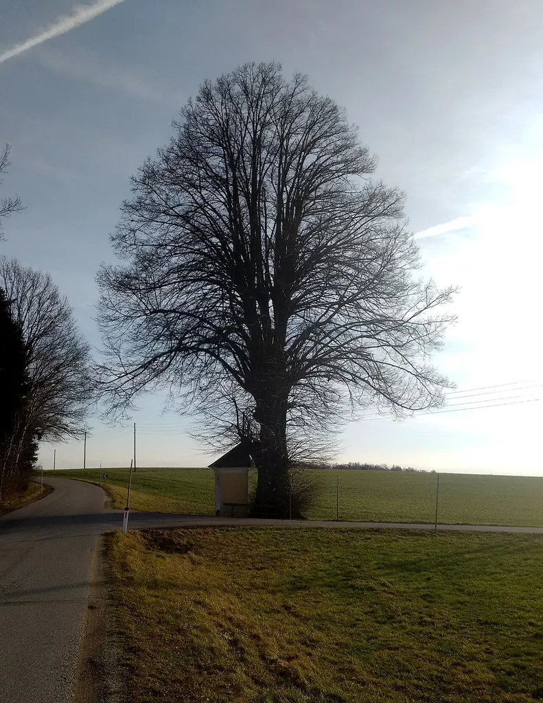 This media shows the natural monument in Upper Austria with the ID nd295.