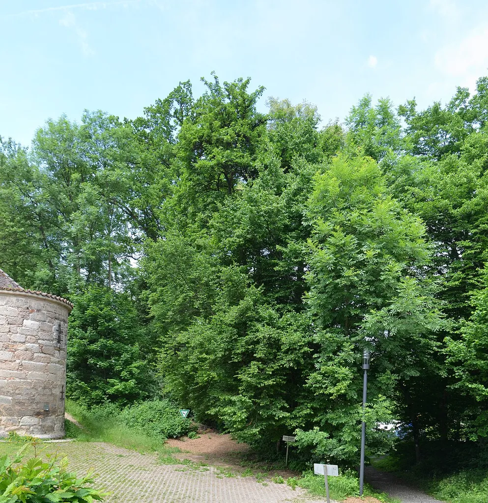 Lorch, Baumbestand am Klostereingang