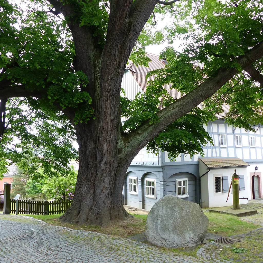 Naturdenkmal Winter-Linde an der Rumburger Straße 46a, Seifhennersdorf, Sachsen