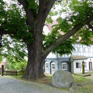 Winter-Linde an der Rumburger Straße 46a