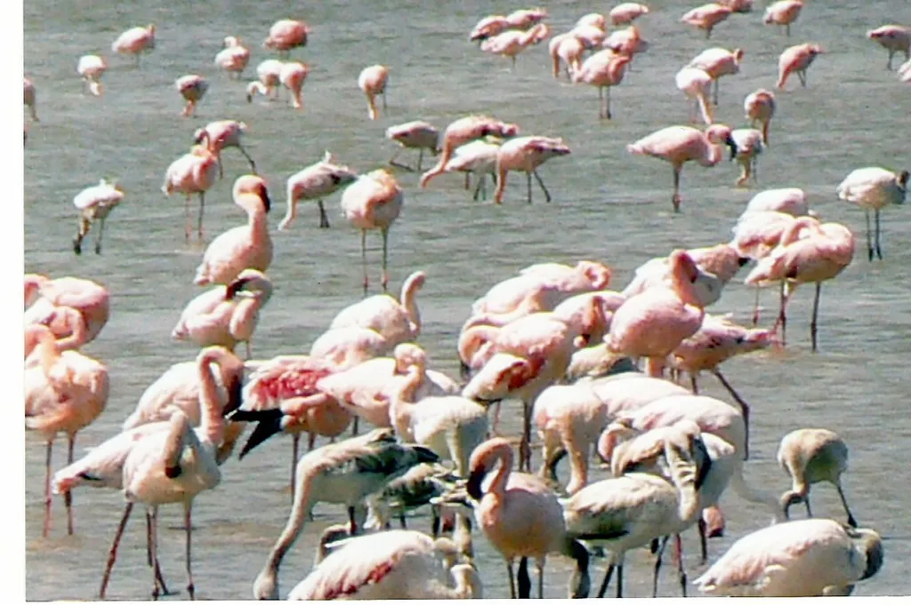 Lake Abijatta