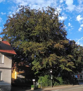 Blutbuchen in der Burgstraße