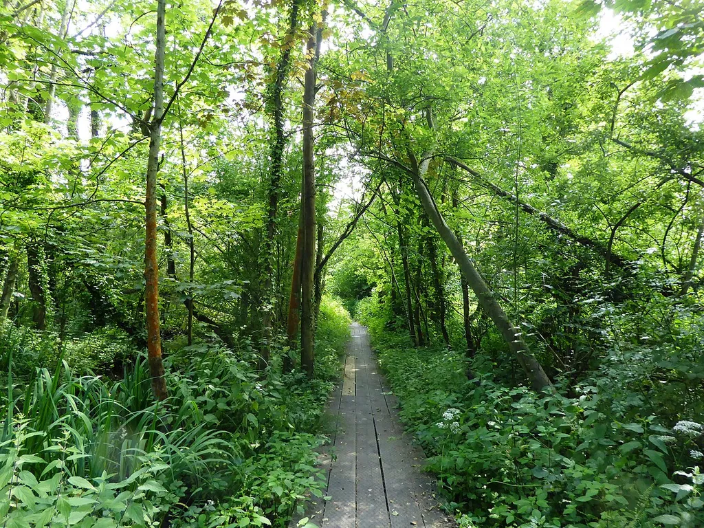 Brundall Church Fen is a Local Nature Reserve in Brundall, east of Norwich in Norfolk.
