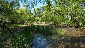 LSG-Grosse Trisch, Schiffers Kamp, Kirchen Gerind Alter Rurarm