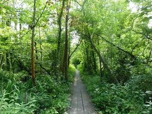 Brundall Church Fen