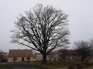 Eiche