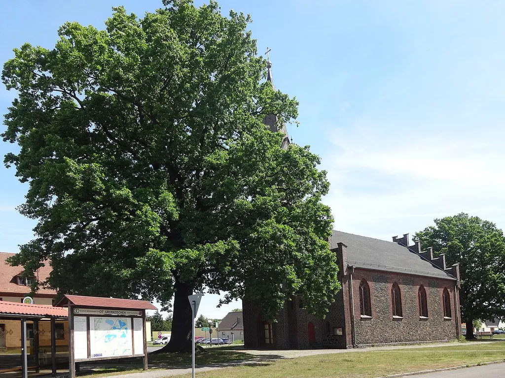 Naturdenkmal Stieleiche (Quercus robur) vor der Kirche in Großkoschen