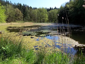 Hütter Klosterteiche