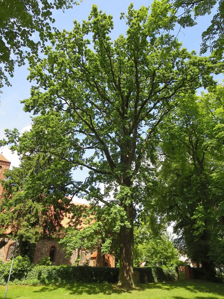 This image was uploaded as part of Wiki Loves Earth 2014.