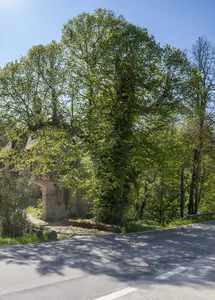 Die 2 Burglinden von Grünsberg