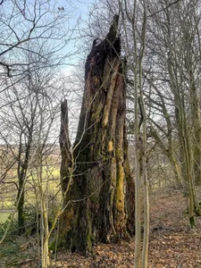 Buche, an der Malliehagener Kirchenruine