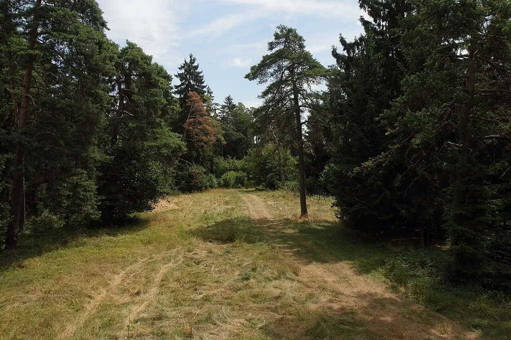 Burgstall Auf der Schmalzen - Ansicht des Halsgrabens am Ende der Lichtung (Juli 2013)