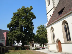 Linde bei der Ev. Kirche