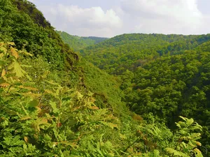 Rheinhänge von Burg Gutenfels bis zur Loreley