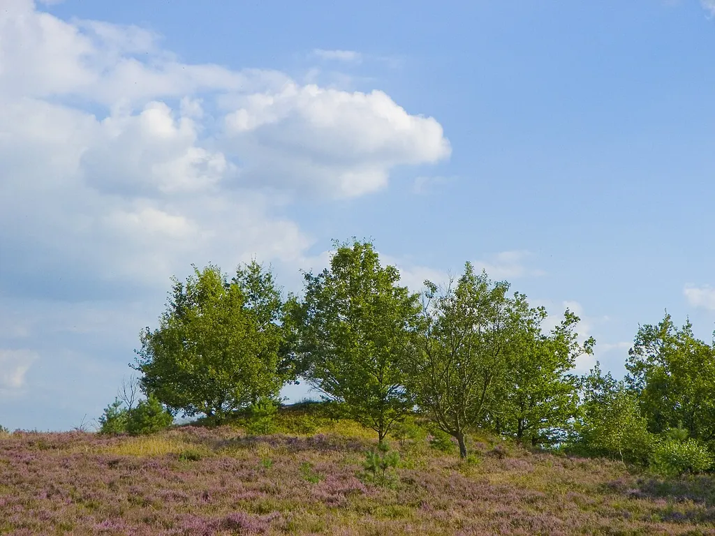 Tumulus in the Lüneburg Heath near Niederhaverbeck