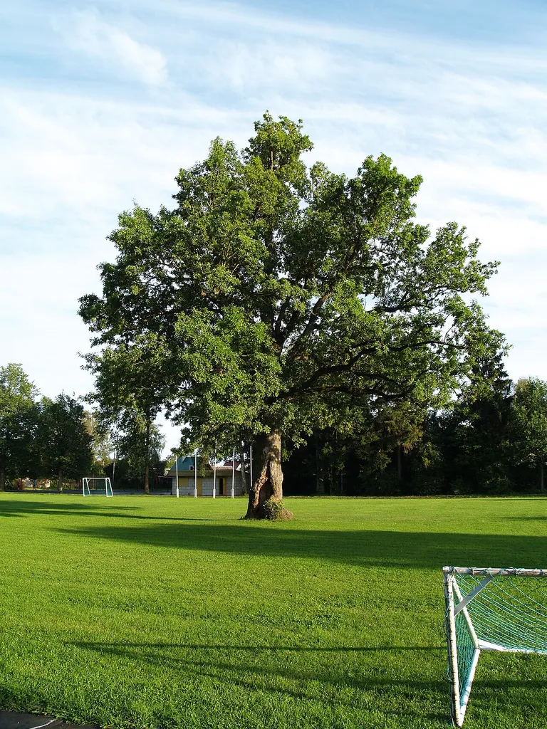 Oak in Orissaare stadium