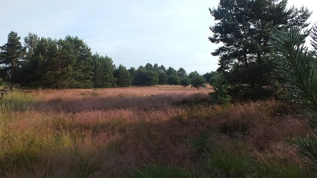 Annaburger Heide (SA)