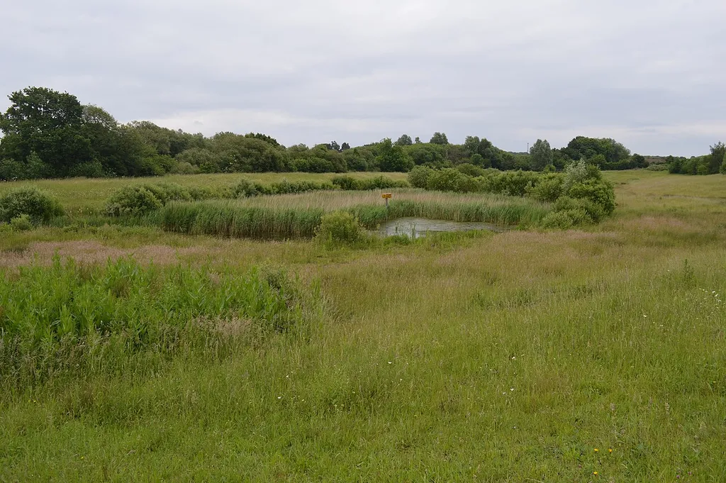 Church Lane Flood Meadow is a Local Nature Reserve in North Weald Bassett in Essex