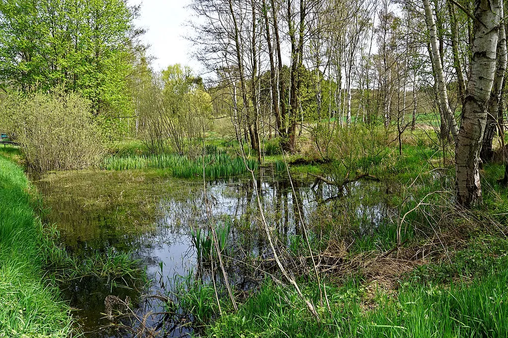 Großseggenried Lengenfeld Waldkirchen, Waldkirchen