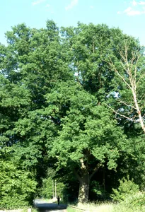 Eiche von Neu-Isenburg
