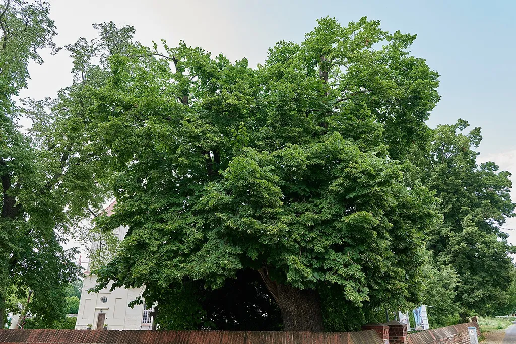 Natural monument Sommer-Linde vor Dorfkirche Alt-Staaken Nennhauser Damm 72.