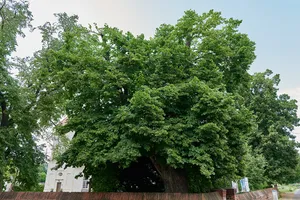 Sommer-Linde vor Dorfkirche Alt-Staaken Nennhauser Damm 72