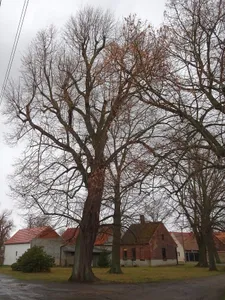 Naturdenkmal Sommerlinde Dorfstr. 45, neben Kirche; Flur 1, Flurstück 309 in Drößig