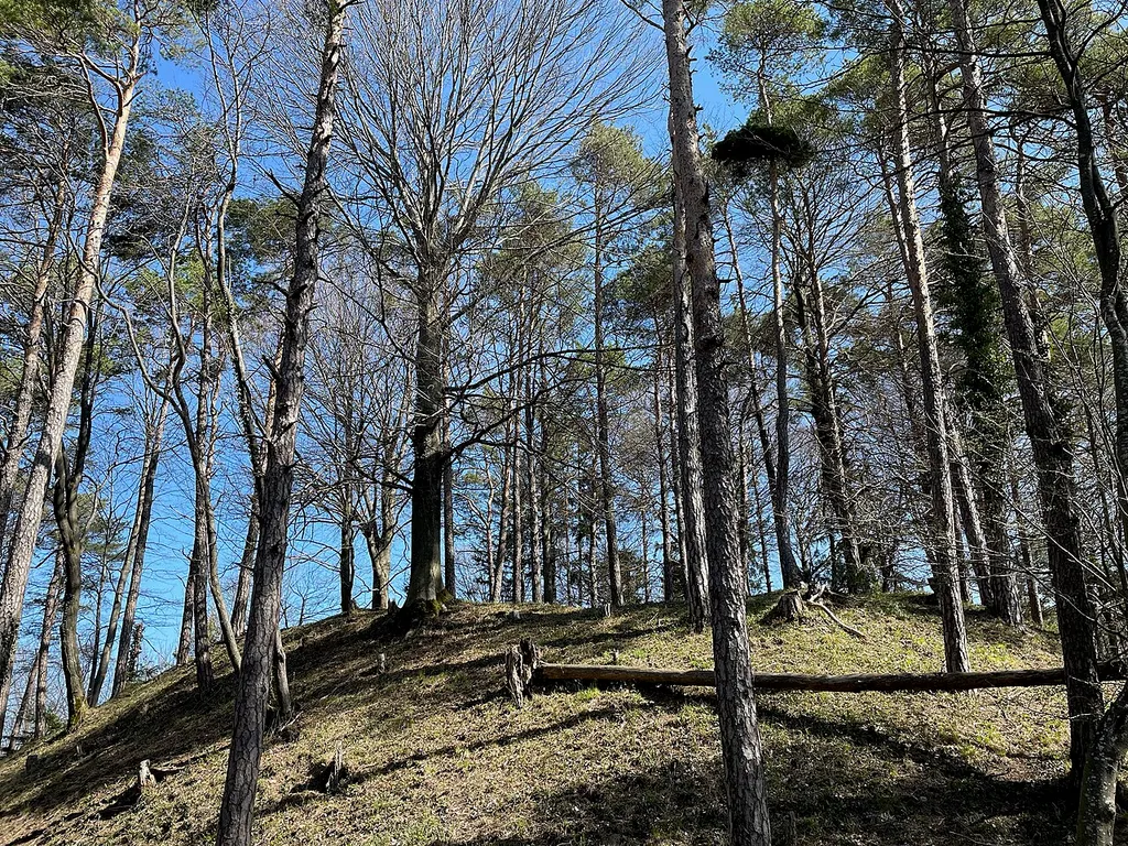 de:Burgstelle Multberg Burghügel von Süden